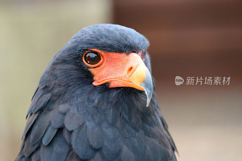 Bateleur Eagle肖像特写